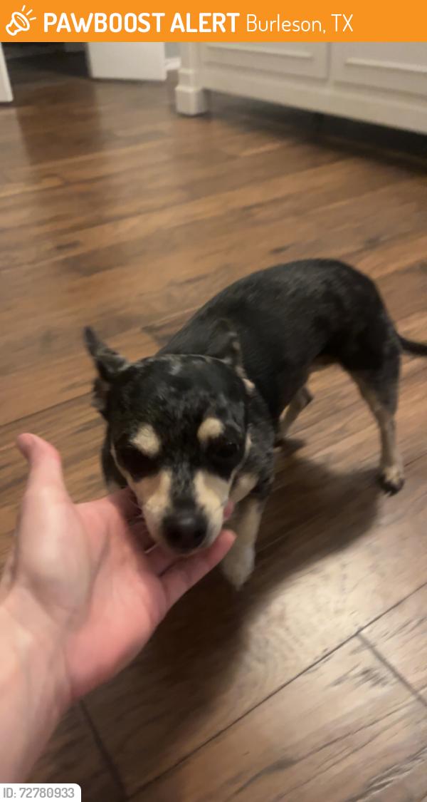 Found/Stray Female Dog last seen QT, Burleson, TX 76028