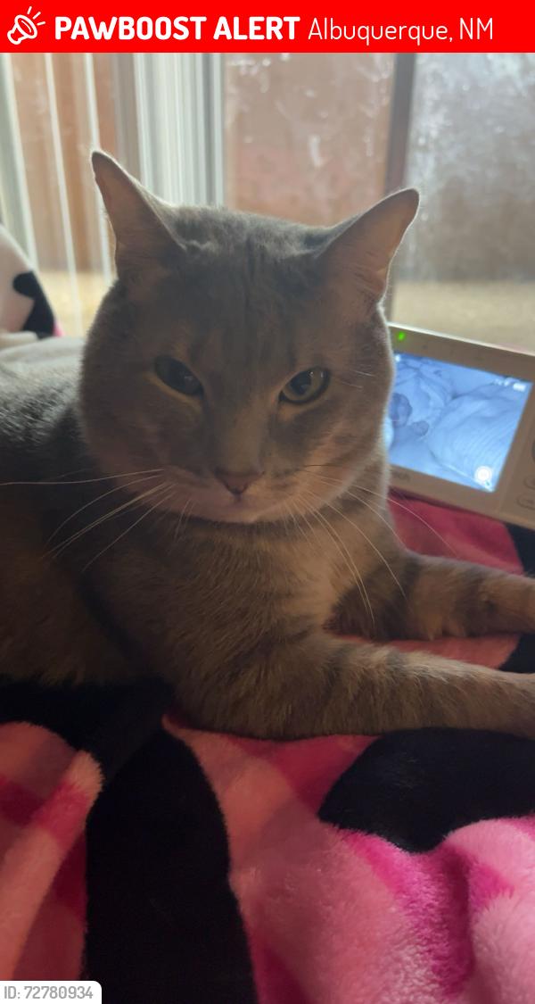 Lost Male Cat last seen Madeira and San Mateo, Albuquerque, NM 87108
