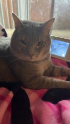 Lost Male Cat last seen Madeira and San Mateo, Albuquerque, NM 87108