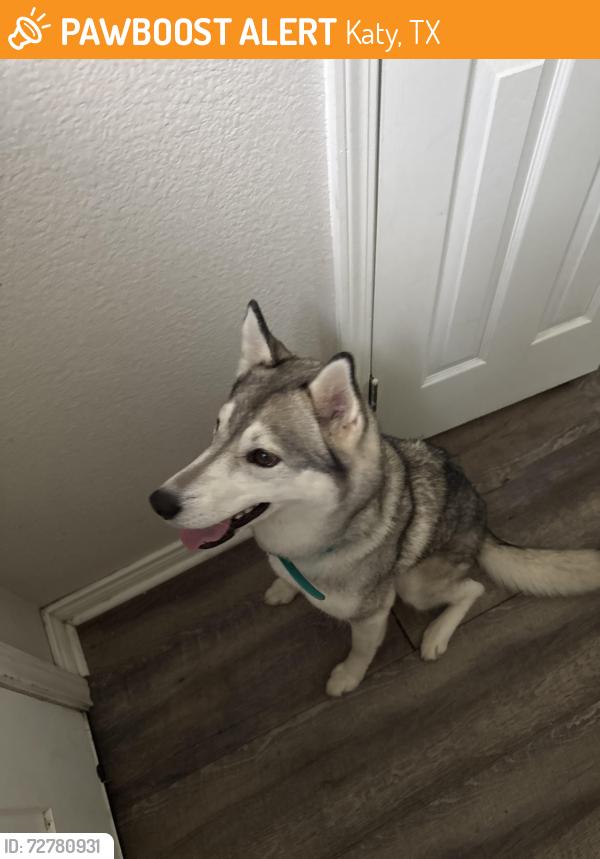 Found/Stray Female Dog last seen Near Misty fall lane , Katy, TX 77449