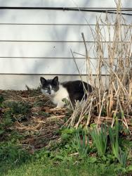 Found/Stray Unknown Cat last seen Sullivan lane and Sy court , De Pere, WI 54115