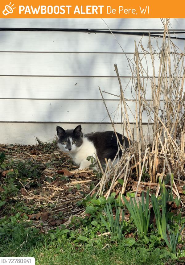 Found/Stray Unknown Cat last seen Sullivan lane and Sy court , De Pere, WI 54115