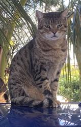 Lost Male Cat last seen N 4th St between Mockingbird Ln and Gator Dr (by the storage unit), Lantana, FL 33462