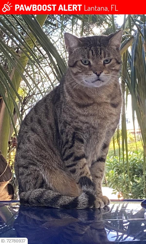 Lost Male Cat last seen N 4th St between Mockingbird Ln and Gator Dr (by the storage unit), Lantana, FL 33462