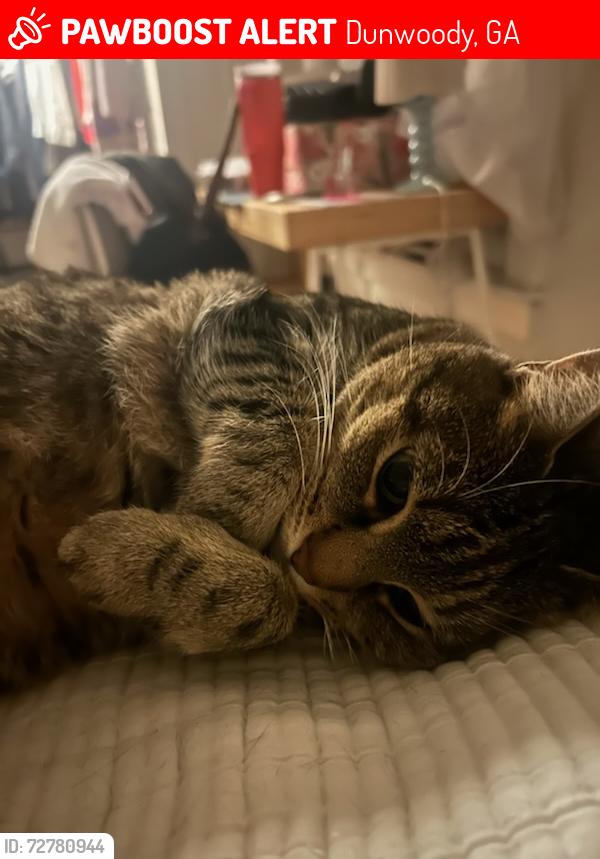 Lost Female Cat last seen Meadowlake Lane, Dunwoody, GA 30338