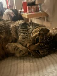 Lost Female Cat last seen Meadowlake Lane, Dunwoody, GA 30338