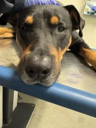 Shelter Stray Male Dog last seen Near BLOCK NW 90 ST, Doral, FL 33122