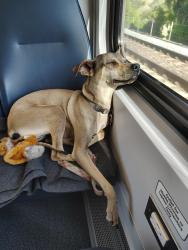 Lost Female Dog last seen Newport Ave, San Diego, CA 92107