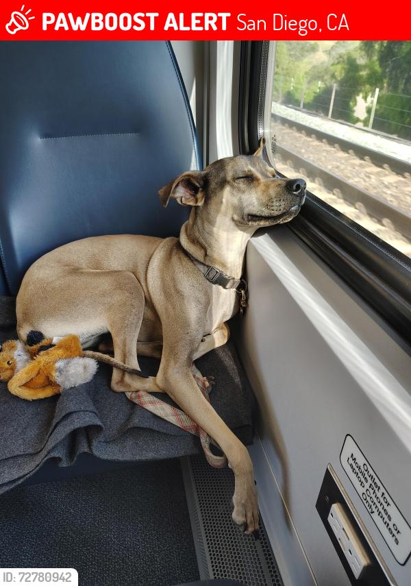 Lost Female Dog last seen Newport Ave, San Diego, CA 92107
