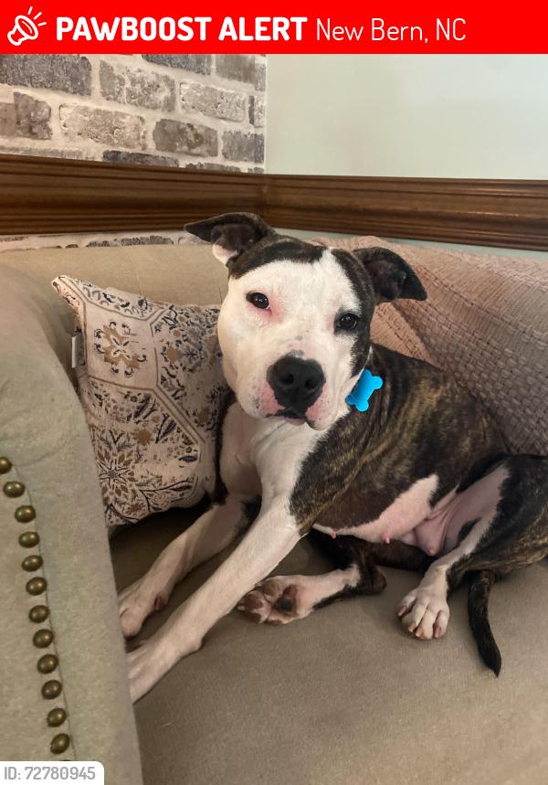 Lost Female Dog last seen The woods behind our hse, New Bern, NC 28562