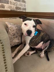 Lost Female Dog last seen The woods behind our hse, New Bern, NC 28562