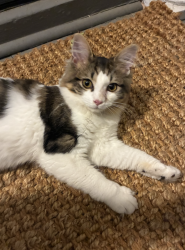Found/Stray Unknown Cat last seen N 27th & M, Richmond, VA 23223