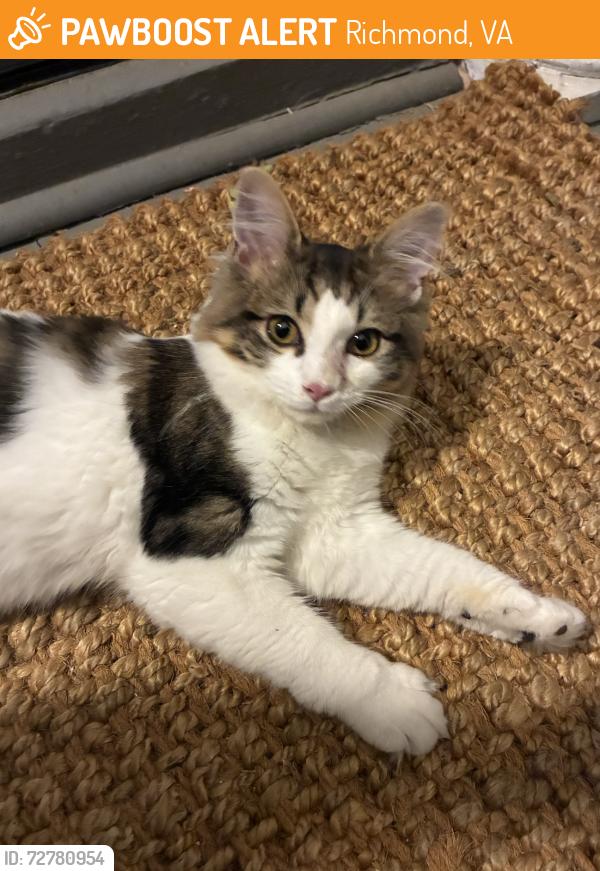 Found/Stray Unknown Cat last seen N 27th & M, Richmond, VA 23223
