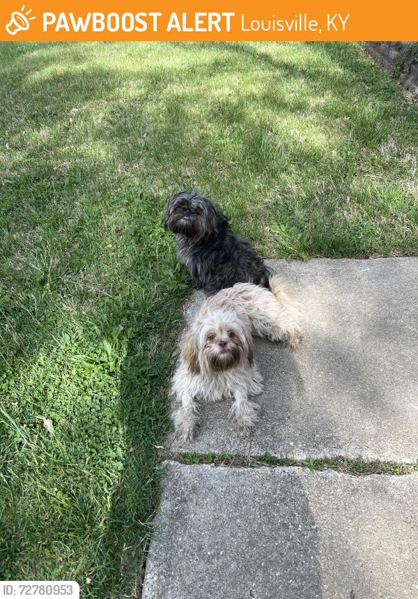 Found/Stray Female Dog last seen Near Chadron Dr, Louisville, KY 40258