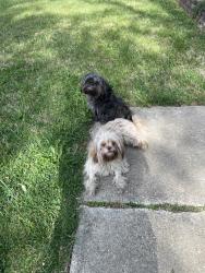 Found/Stray Female Dog last seen Near Chadron Dr, Louisville, KY 40258