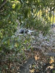 Found/Stray Unknown Cat last seen In the parking lot of nxnw student apmts, Tallahassee, FL 32304