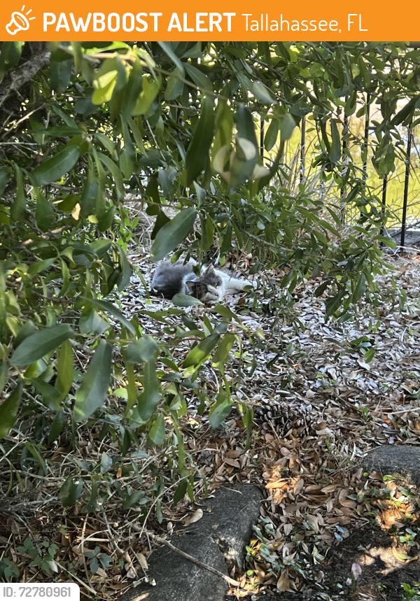 Found/Stray Unknown Cat last seen In the parking lot of nxnw student apmts, Tallahassee, FL 32304