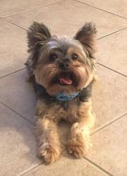 Lost Male Dog last seen Woodside Ave and Bayshore Dr, Naples, FL 34112