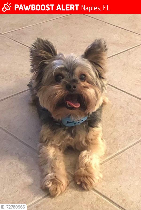 Lost Male Dog last seen Woodside Ave and Bayshore Dr, Naples, FL 34112