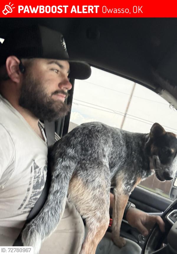 Lost Female Dog last seen Limestone fire station , Owasso, OK 74055