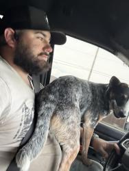 Lost Female Dog last seen Limestone fire station , Owasso, OK 74055
