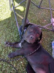Lost Male Dog last seen Starbucks on citrus , West Covina, CA 91790