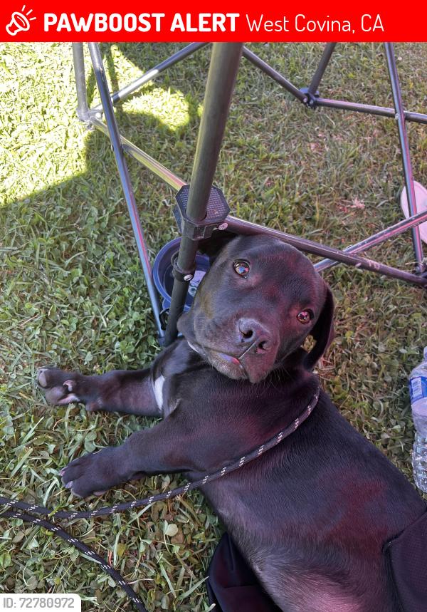 Lost Male Dog last seen Starbucks on citrus , West Covina, CA 91790