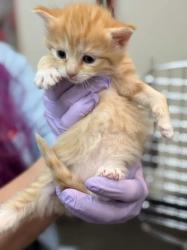 Shelter Stray Female Cat last seen Memphis, TN , Bartlett, TN 38134
