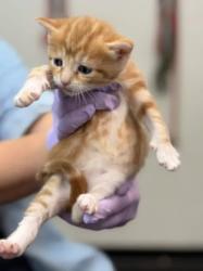 Shelter Stray Female Cat last seen Memphis, TN , Bartlett, TN 38134