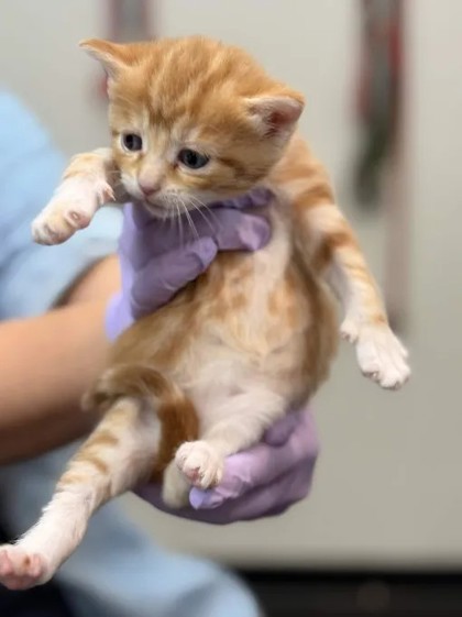 Shelter Stray Female Cat last seen Memphis, TN , Bartlett, TN 38134
