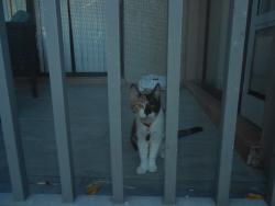 Lost Female Cat last seen Urban Buzz, Cape Coral, FL 33904
