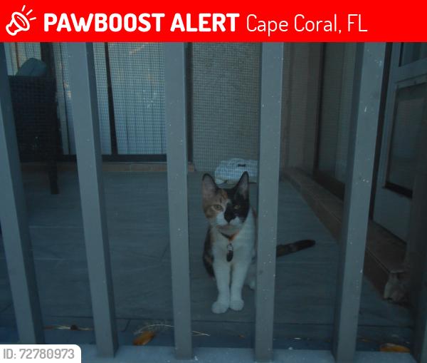 Lost Female Cat last seen Urban Buzz, Cape Coral, FL 33904