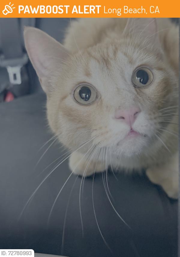 Found/Stray Male Cat last seen Ralphs on the corner of Carlson and Cherry, Long Beach, CA 90808