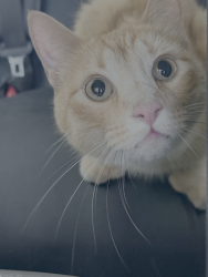Found/Stray Male Cat last seen Ralphs on the corner of Carlson and Cherry, Long Beach, CA 90808
