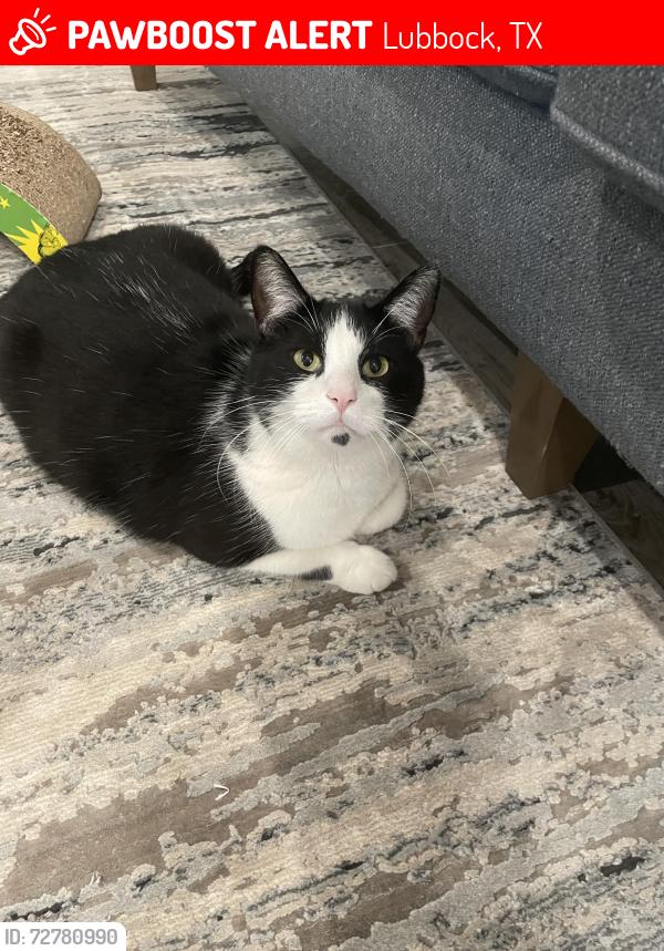 Lost Male Cat last seen Stratford Pointe Lubbock , Lubbock, TX 79424