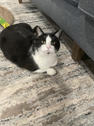 Lost Male Cat last seen Stratford Pointe Lubbock , Lubbock, TX 79424