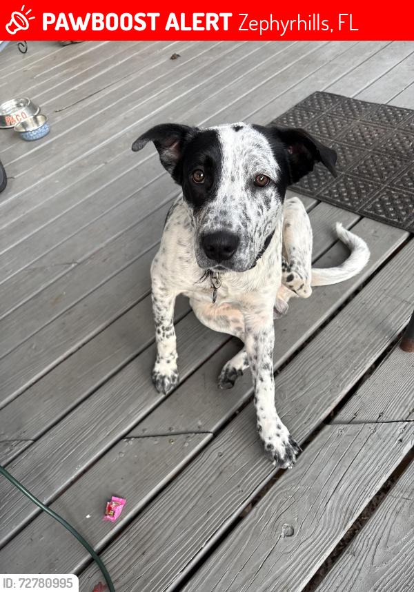 Lost Male Dog last seen Coats rd , Zephyrhills, FL 33541