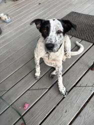 Lost Male Dog last seen Coats rd , Zephyrhills, FL 33541