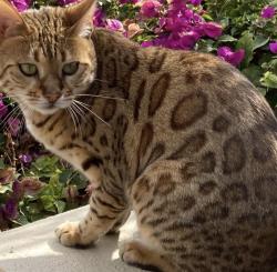 Lost Female Cat last seen Deer Spring Way and Laredo, Palm Desert, CA 92211
