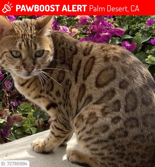 Lost Female Cat last seen Deer Spring Way and Laredo, Palm Desert, CA 92211