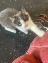 Lost Male Cat last seen Fairfield, 98, gulfbeach hwy, Myrtle Grove, FL 32506