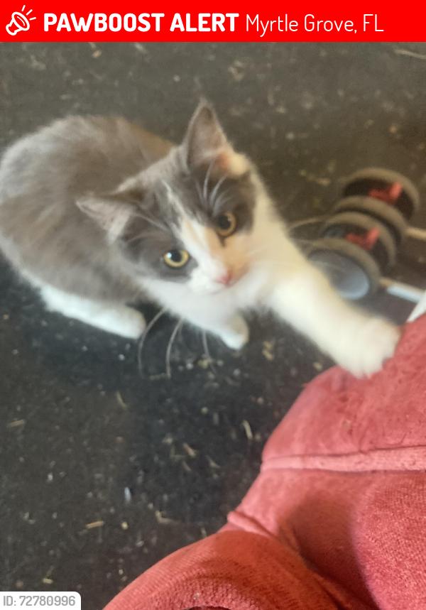 Lost Male Cat last seen Fairfield, 98, gulfbeach hwy, Myrtle Grove, FL 32506