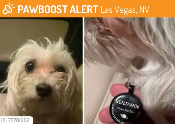 Found/Stray Male Dog last seen Near W. Charleston BLVD. Las Vegas NV, Las Vegas, NV 89145