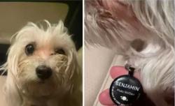 Found/Stray Male Dog last seen Near W. Charleston BLVD. Las Vegas NV, Las Vegas, NV 89145