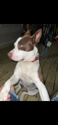 Lost Female Dog last seen Concord place rd  in Irmo SC , Irmo, SC 29063