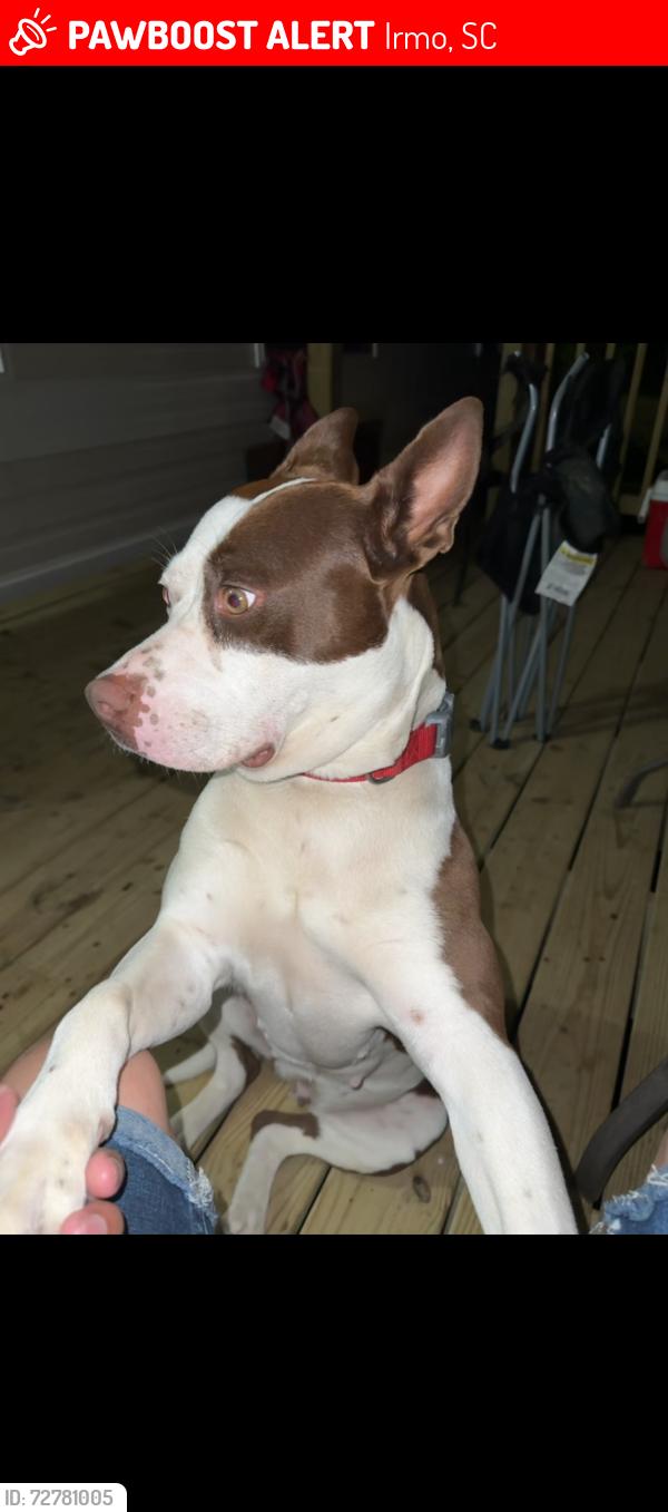 Lost Female Dog last seen Concord place rd  in Irmo SC , Irmo, SC 29063
