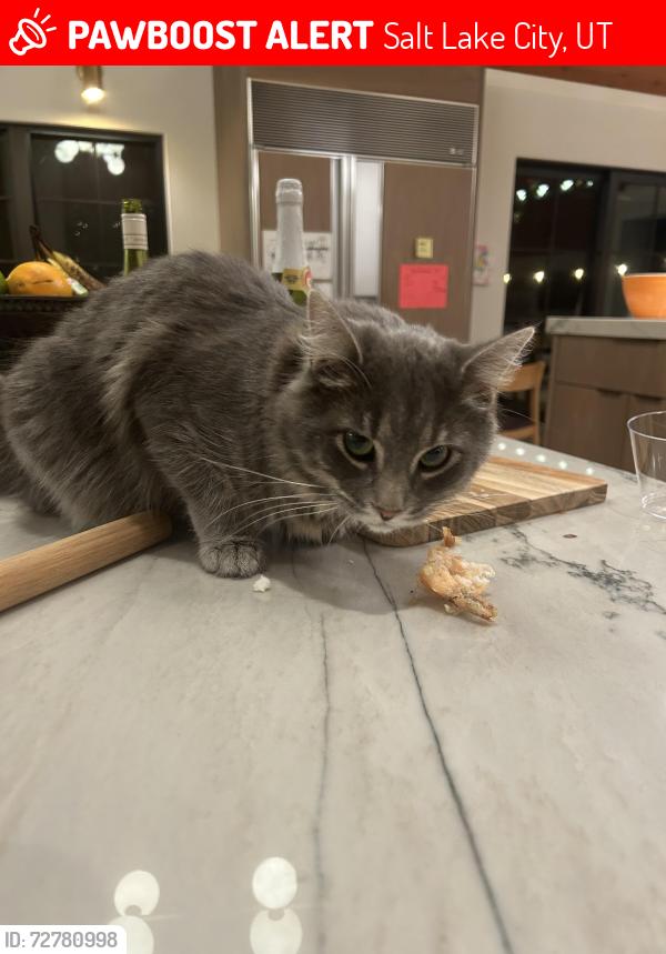Lost Male Cat last seen Ruth and Mount Olympus Way, Salt Lake City, UT 84124