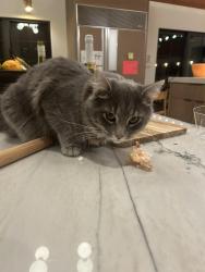 Lost Male Cat last seen Ruth and Mount Olympus Way, Salt Lake City, UT 84124