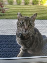 Found/Stray Unknown Cat last seen Holiday and Avery , Oceanside, CA 92057