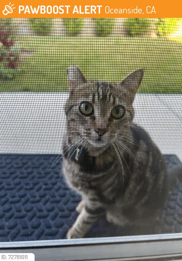 Found/Stray Unknown Cat last seen Holiday and Avery , Oceanside, CA 92057